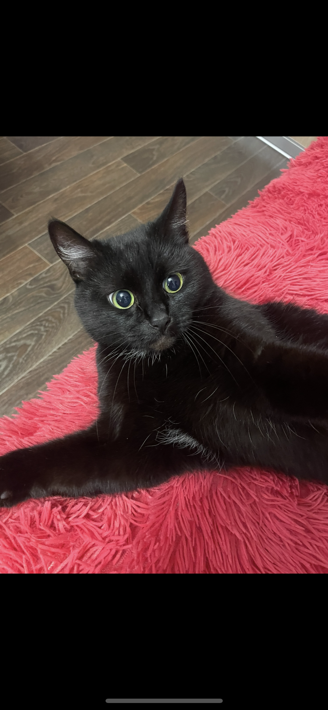 моя черная кошка